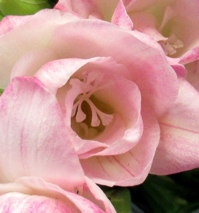 PALE PINK FREESIA