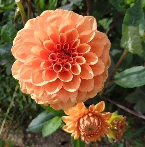 DAHLIA