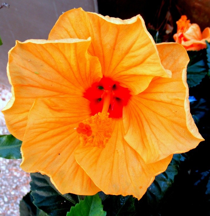 HIBISCUS