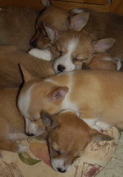 Puppy Pile