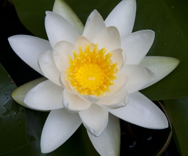 Water Lilly