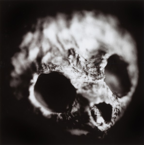 Turtle skull #2