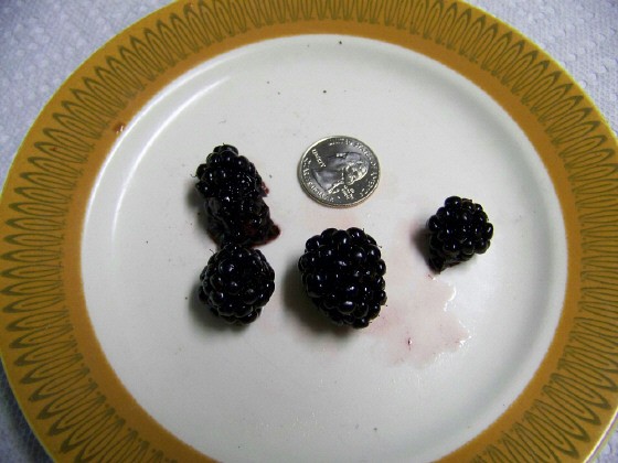 FAT NEW BERRIES!