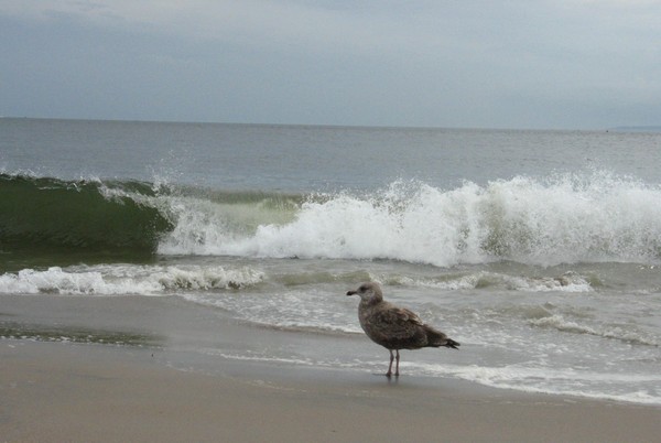 Seagull-Coney Island #2