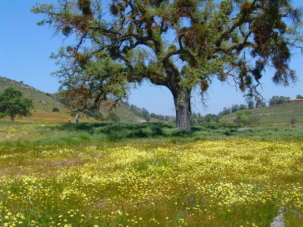 Springtime Wildflowers