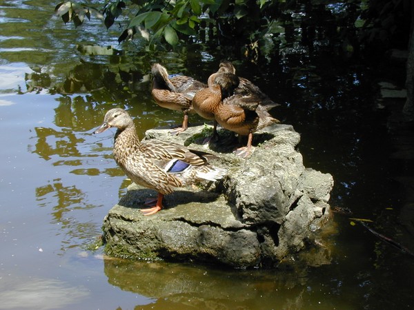 Duck Island