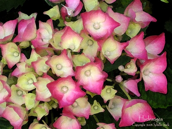 Hydrangea