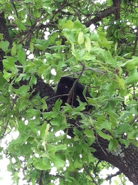 Black Cat 