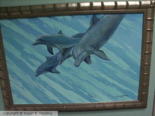 Dolphin Freedom