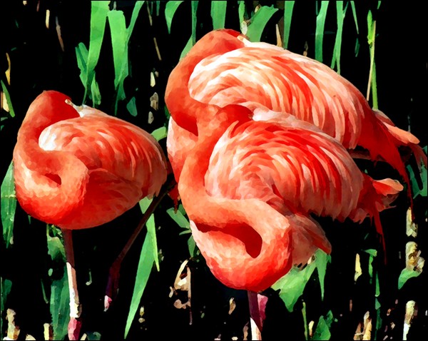 The Three Flamingos