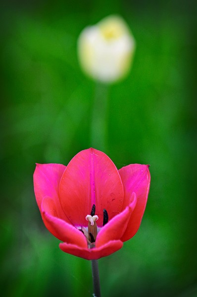 AWtulip
