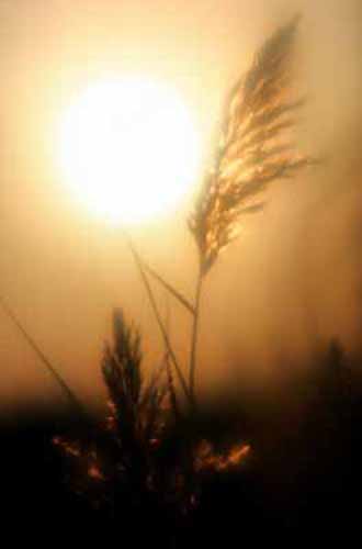 Seaoats
