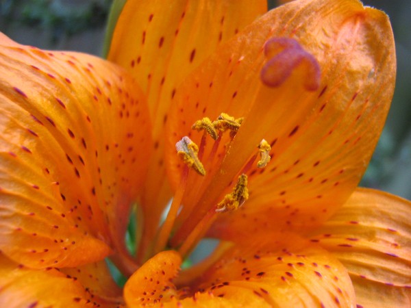 tigerlily