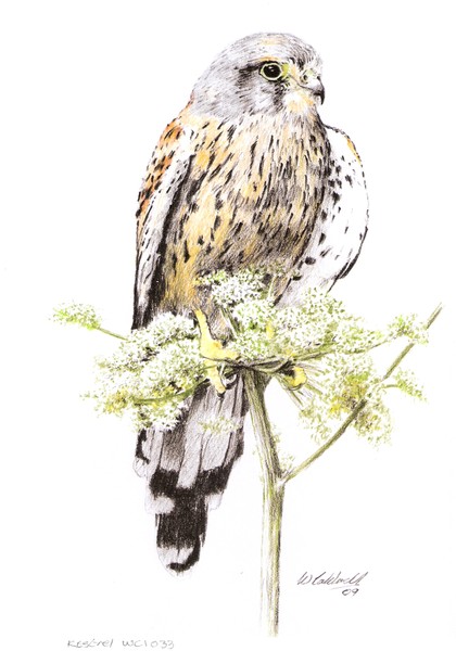 Drawing of bird