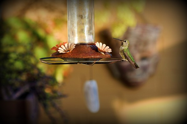 Hummingbird 4