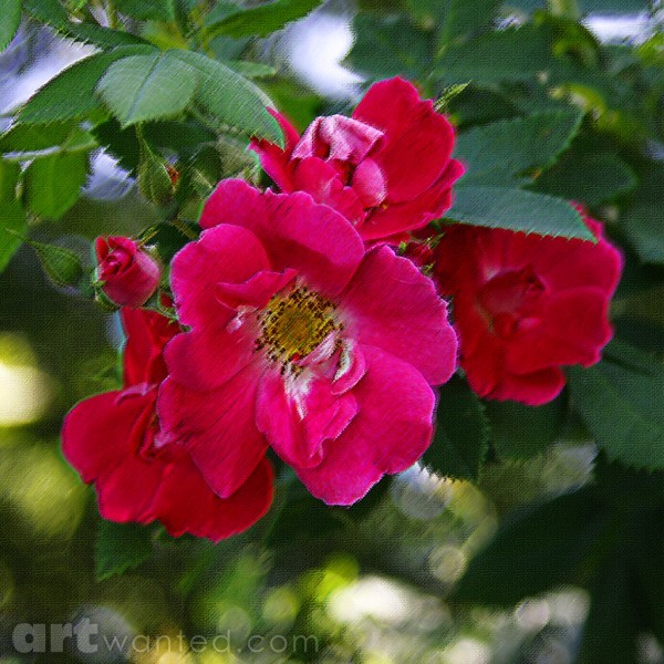 Pastel Rose, ne1180