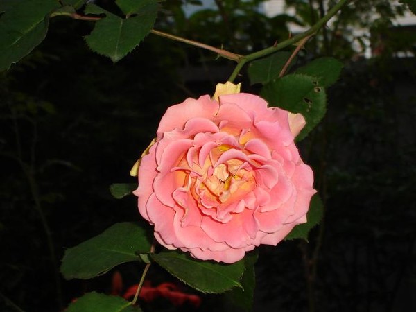 A rose by any other name