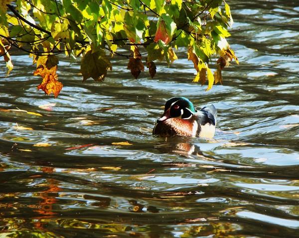 Wood Duck 1878 8
