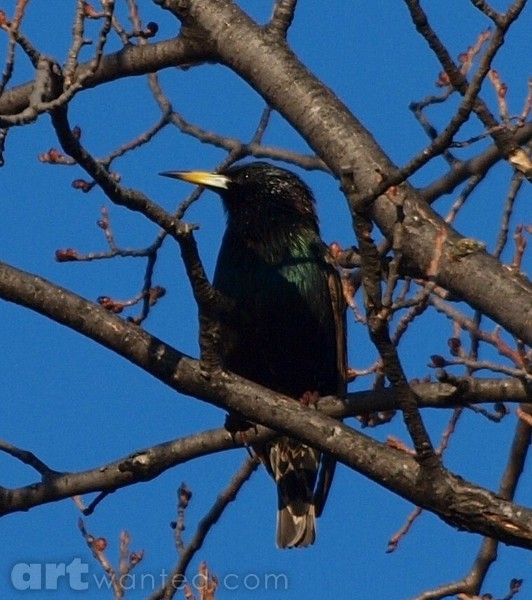 European Starling