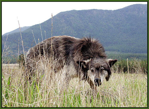 Gray wolf