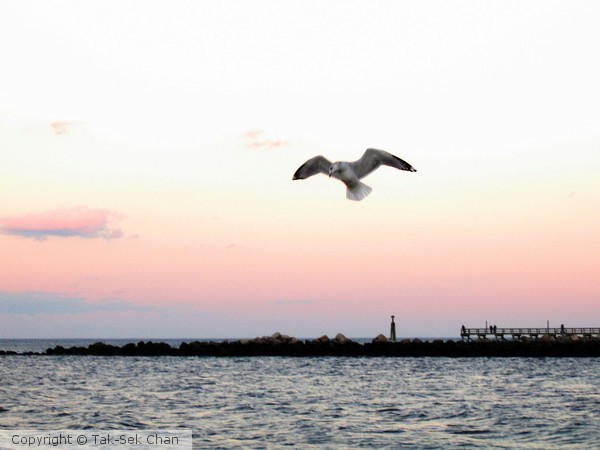 A Returning Seagull At Dusk, 11777