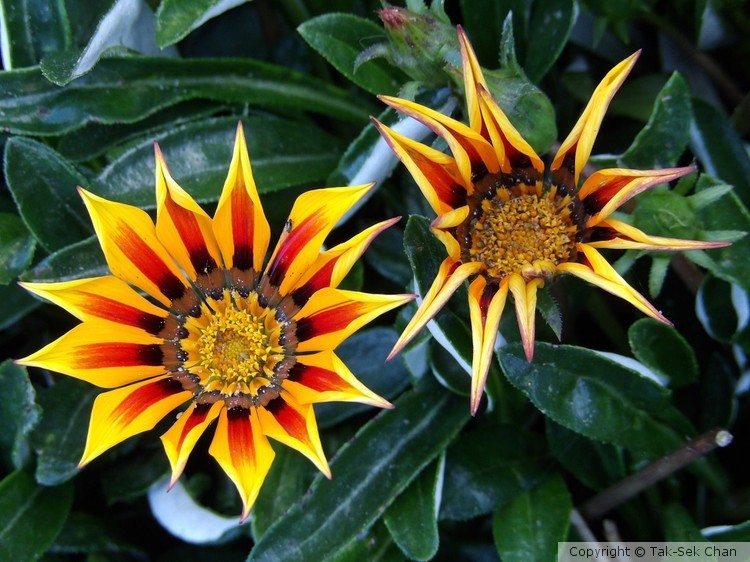 Gazania rigens (Family of Compositae)