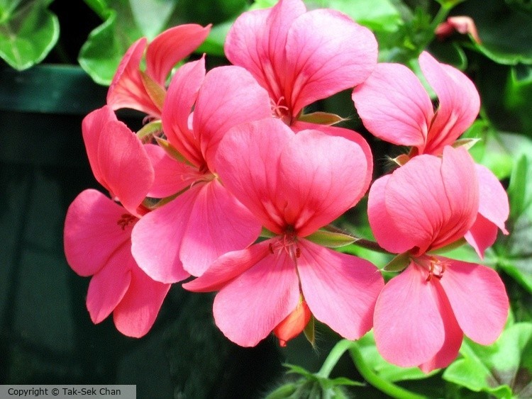 Geranium Starstruck Cora - Pink 04-21-07