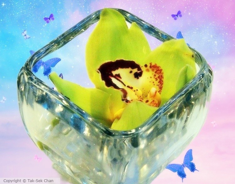 Butterflies around a Corsage Orchid 11-02-2017