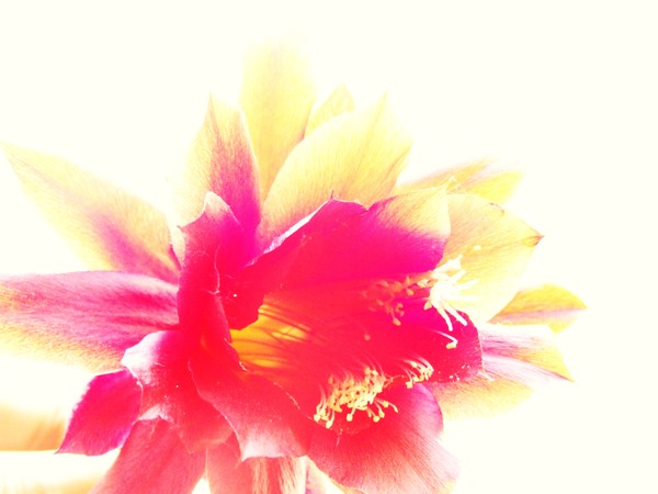 cactus flower