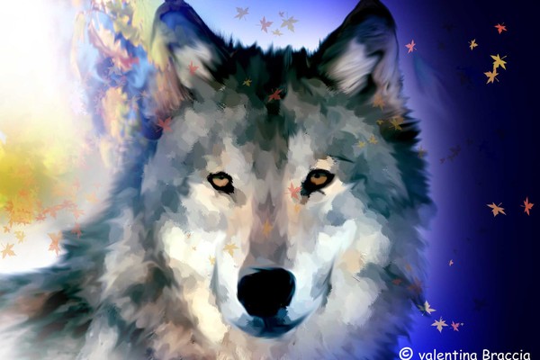 gray wolf