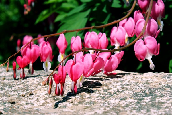 Bleeding Hearts