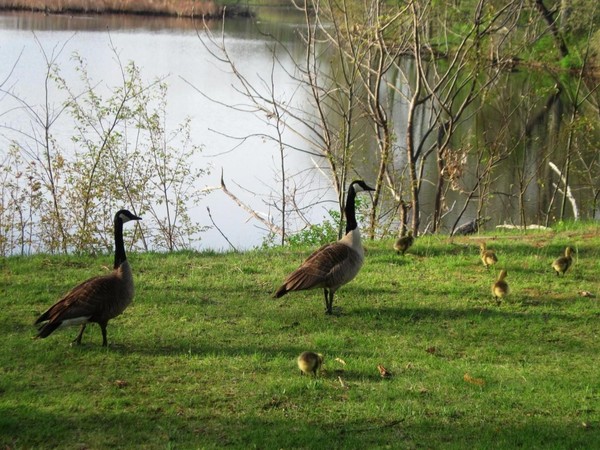 Brand new family