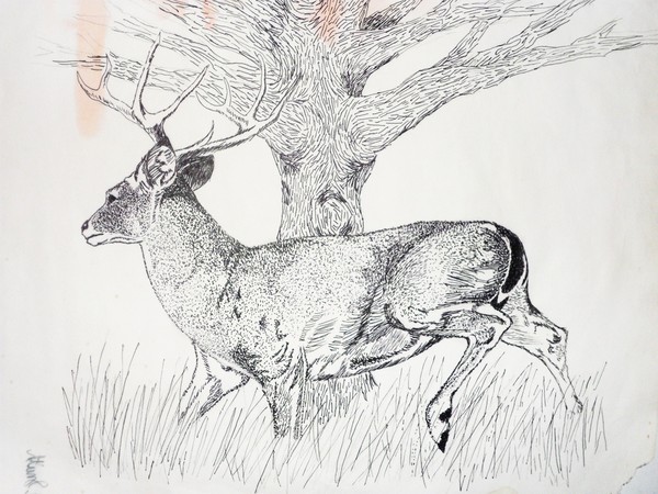 deer 
