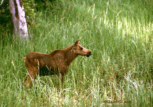 Looking For Mom
