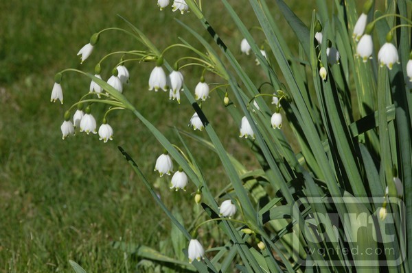 Bells Hanging Down