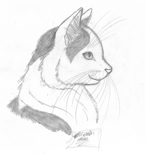 Nermal Sketch