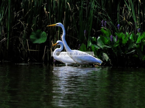 Egrets by the pair 4093