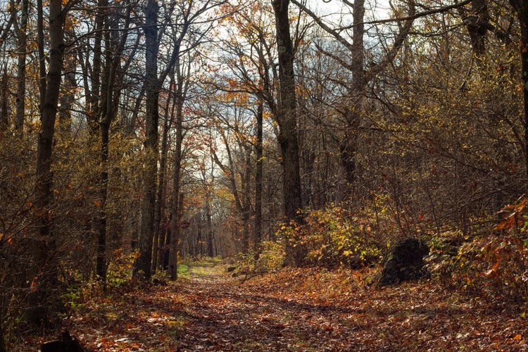 Afternoon in the Fall