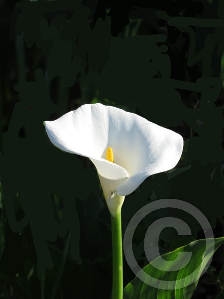 Lily  in the morning sun