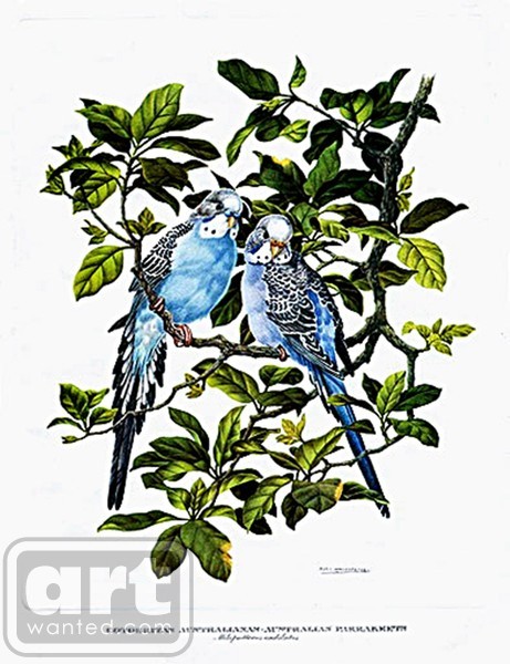Parakeets Australian