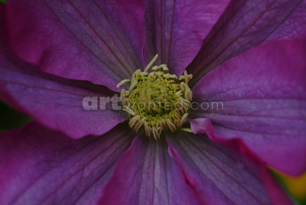 Purple Clematis