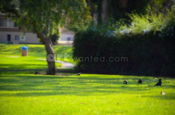 Three Little Birds