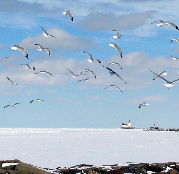 Birds and Lighthouse