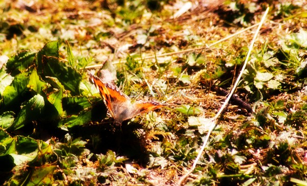 Fluttering By