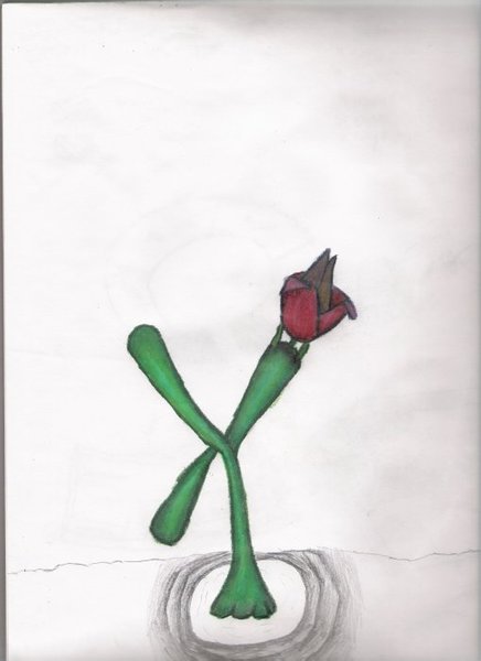 Cactus Flower