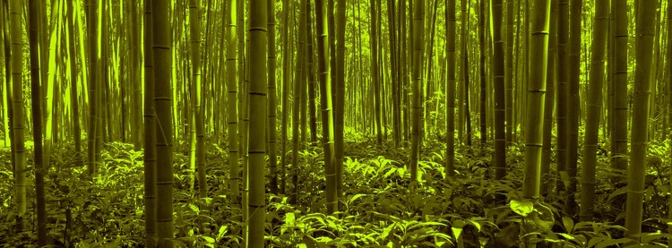 Bamboo Forest Twilight