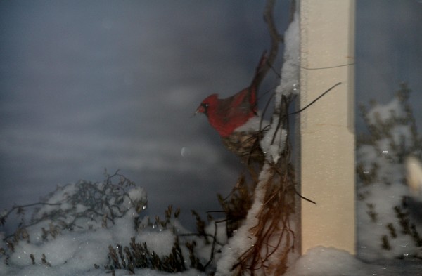 Snow Storm