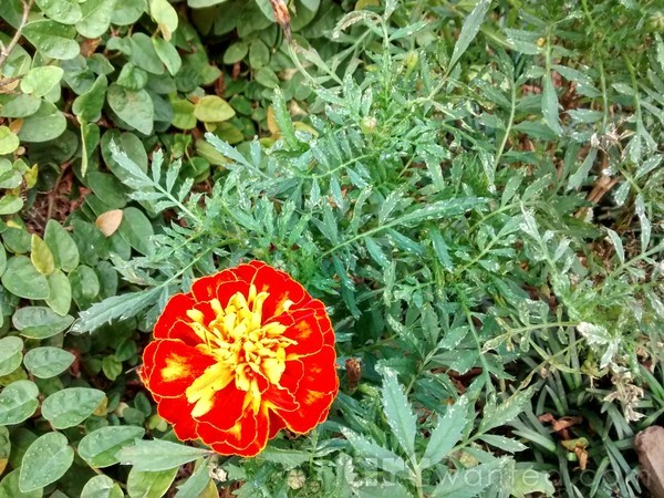 rule of thirds