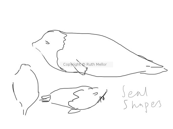 Seal Sketch