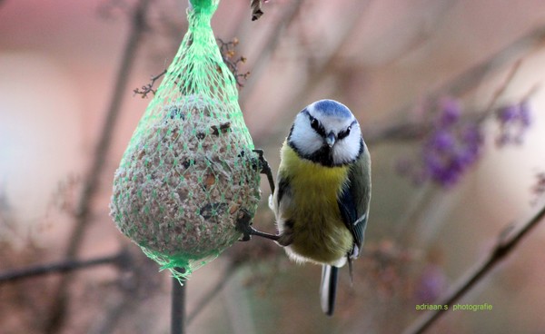 bleu tit